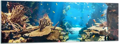 Produktbild von Bilder auf glas - Ozean Riff Fische Koralle - 160x50cm - Glasbilder - Wandbilder - Kunstdruck - zum Aufhängen bereit - Wanddekoration aus Glas - Glas Bilder - Wandbild auf Glas - GAB160x50-2872