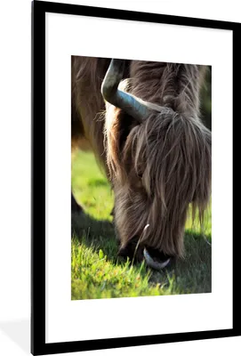 Produktbild von MuchoWow® MuchoWow® Gerahmtes Poster Schottisches Hochlandrind - Hörner - Sonne 60x90 cm - Poster mit zchwarzem Bilderrahmen - Dekoration - Wandposter Wohnzimmer - Hochwertig