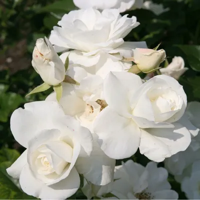 Produktbild von Rosa  - Kletternde Rose - Rosa 'Climbing Schneewittchen'