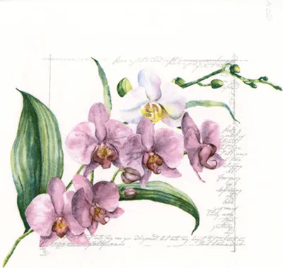 Produktbild von Servietten Papier 33x33cm 3-lag. Orchideen Blumenmotiv 20 Stk. Rosa