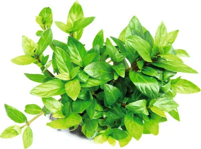 Produktbild von Kriechende Staurogyne - Staurogyne repens