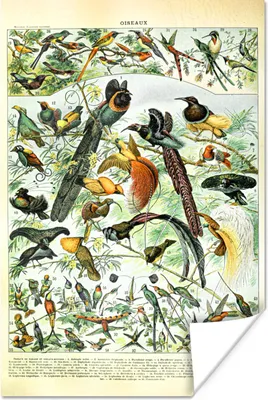 Produktbild von MuchoWow® Poster Vögel - Natur - Tiere 40x60 cm - Plakate für die Wand - Poster Babyzimmer