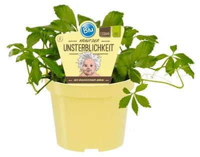 Produktbild von Kraut der Unsterblichkeit -- Gynostemma pentaphyllum - Kräuterpflanze im 12cm Topf