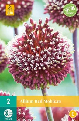 Artikelbild 2 von 'Zierlauch Red Mohican (2 Stück)' aus der Kategorie Zierlauchzwiebeln / Allium, KI-generiertes Bild