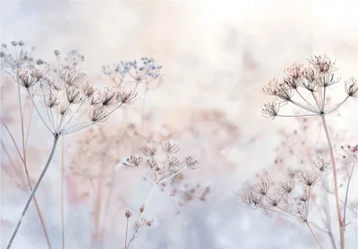 Produktbild von Fototapete Blumen Pusteblumen Natur - 250x175 cm - Vliestapete Wohnzimmer Schlafzimmer - Vlies Fototapete Beige - 15957VX5