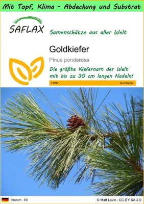 Produktbild von SAFLAX Garden to go - Goldkiefer - Pinus ponderosa - 20 Samen - Mit Topf, Klima - Deckel und Anzuchtsubstrat