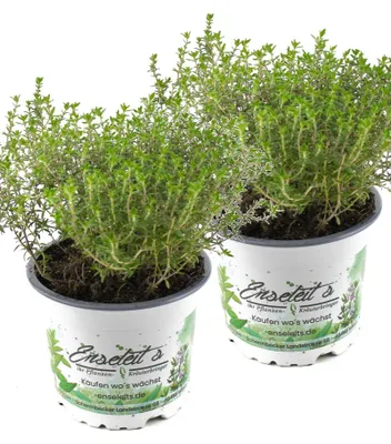 Produktbild von Enseleits 2x Orangenthymian, Orangen Thymian, Frische Kräuter Pflanze