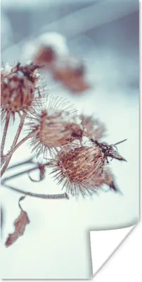 Produktbild von MuchoWow® Poster Pflanzen - Winter - Schnee - Natur 20x40 cm - Plakat - Foto