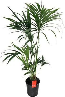 Obrázok produktu pre Kentia – palma Howea Forsteriana – izbová rastlina Ø24 cm ↕130 cm