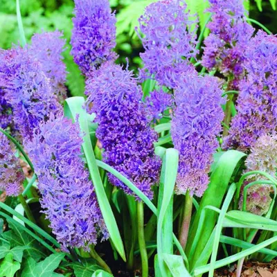 Obrázok produktu pre Modré hrozno - 10 x Muscari Plumosum