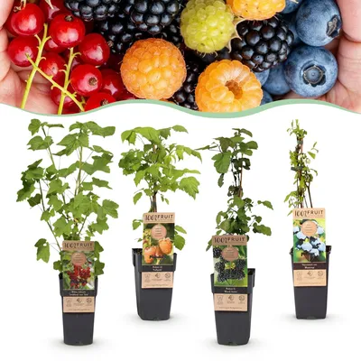 Produktbild von Set 15cm 50cm Gartenpflanze Balkonpflanze Strauch Staude Baum - Heckenpflanze