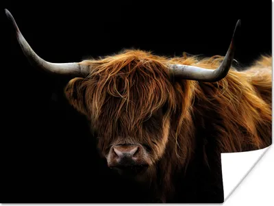 Produktbild von MuchoWow® Poster Schottischer Highlander - Hörner - Schwarz - Tiere - Natur - Wild - Kuh 120x90 cm - Wandbild