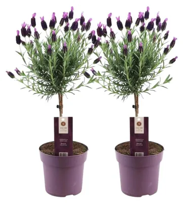 Produktbild von Plants by Frank | 2 Französische Lavendel Pflanzen auf Stamm | Lavandula Stoechas Anouk® | Schopflavendel | Gartenpflanzen