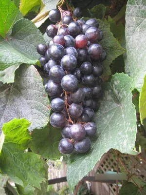 Produktbild von Vitis vinifera Tempranillo - Weintraube Tempranillo