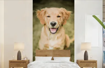 Produktbild von MuchoWow® Fototapete für Wohnzimmer oder Schlafzimmer Wandtapete Vinyl Motivtapete Ein Porträt eines Golden Retriever Welpen im Garten - 120x240 cm - Hintergrundbild