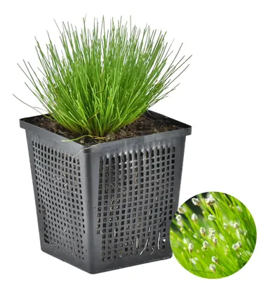 Produktbild von Scirpus Cernuus, Teichpflanze, 10-20 cm, Topf 11 cm