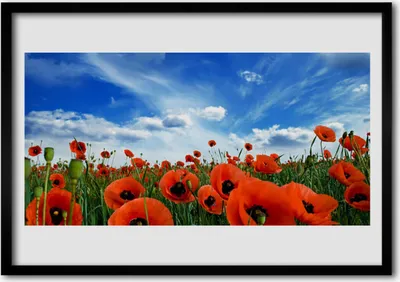 Produktbild von Bild 100x70 MDF-Rahmen Wandkunst Wiese Mohnblumen