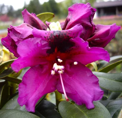 Image de Rhododendron hybride à grandes fleurs 'Azurro' violet foncé 30 - 40 cm