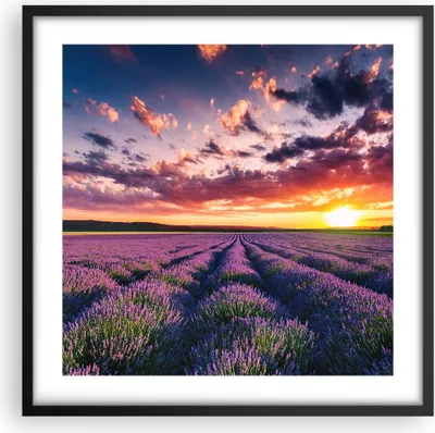 Produktbild von Gerahmtes Poster - Schwarzer Rahmen - Lavendel Berge Feld - 50x50 cm - Wand Bild - Wanddeko - Wandbilder - Kunstposter - Wandposter - Bilderrahmen - Bilder - Kunstdruck - Wandbild - P2BAC50x50-3816