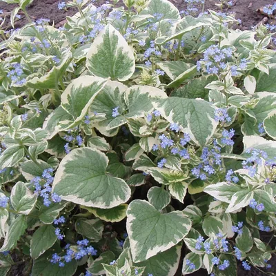 Produktbild von 6 x Kaukasusvergissmeinnicht  - Brunnera macrophylla 'Variegata'  | Topf 9cm x 9cm