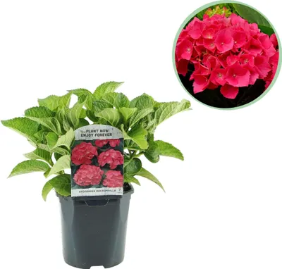 Obrázok produktu pre Hortenzie Hydrangea macrophylla s červenými kvetmi, priemer 17 cm, výška 30 cm, letná kvitnúca, mrazuvzdorná