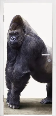 Produktbild von MuchoWow® Türtapete Selbstklebende Türfolie Gorilla - Tiere - Jungen - Mädchen - Kinder 85x215 cm Türposter Türaufkleber Klebefolie Türklebefolie - Aufkleber für türen - Türplakat - Dekoration