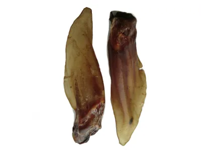 Produktbild von Pferdeohren mit Muschel 10 Stk. Kausnack, Hundefutter, so wie Pferdeknochen