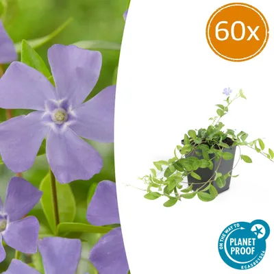 Immagine prodotto di Pianta tappezzante - Periwinkle a foglia piccola - Vinca minor 'La Grave' - Vaso da 9 cm - Set da 60 piante