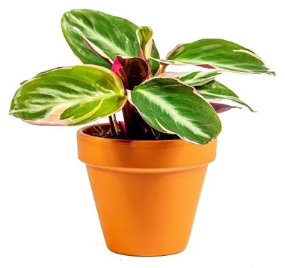 Obrázek produktu pro Gardners Stromanthe Triostar, průměr 7 cm
