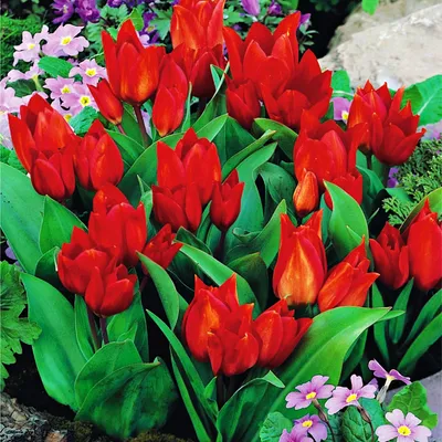 Zdjęcie produktu dla Tulipan Botaniczny Van Tubergen'S Variety 5 szt Tulipany Cebulki Tulipanów