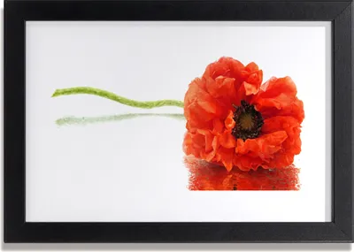 Produktbild von Bild 30x20 MDF-Rahmen Wandkunst Blumen Natur Natur