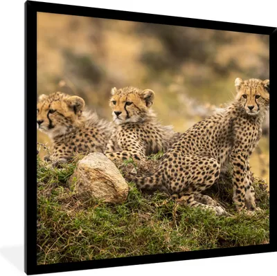 Produktbild von MuchoWow® Gerahmtes Poster Leopard - Wald - Tier 40x40 cm - Poster mit Schwarzem Bilderrahmen Wandposter Rahmen Foto Bilder - Mit Rahmen - Wanddekoration Schlafzimmer