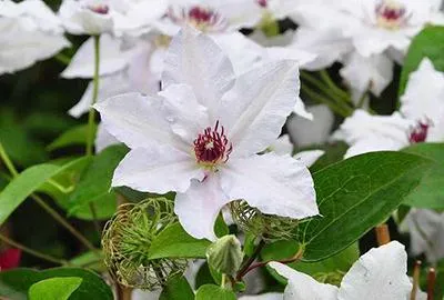 Produktbild von Clematis hybr. 'Miss Bateman' - Waldrebe 'Miss Bateman' 50-60 cm | Topf