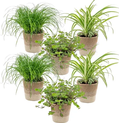 Produktbild von Bloomique - 6er-Set - Haustierfreundliche Pflanzen - Chlorophytum, Cyperus, Callisia - Zimmerpflanzen - 20-30 cm Hoch - Im Jutekorb 12 cm