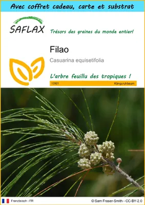 Image de SAFLAX Ensemble-cadeau - Filao - 200 graines - Casuarina