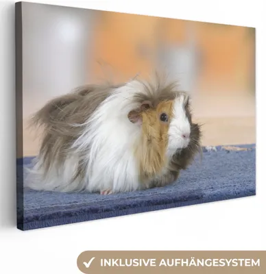 Produktbild von OneMillionCanvasses® - Leinwandbilder - 140x90 cm, Mini-Meerschweinchen, Wandbilder Kunstdruck Wanddekoration - Foto auf Leinwand - Gemälde auf Holzrahmen