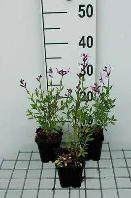 Immagine prodotto di 6 x Salvia greggii 'Joy' - Muschio a stella - vaso 9 x 9 cm