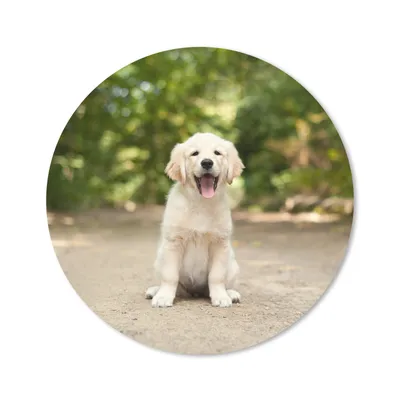 Produktbild von MuchoWow® Mauspad Mousepad Labrador Retriever Welpe sitzt auf einem Waldweg 30x30 cm - Mousepads - Maus Mat - Pad - Mausunterlage - Tischunterlage - Schreibtischmatten