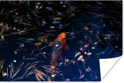 Produktbild von MuchoWow® Poster Ein farbiger Koi-Karpfen in einem Teich 90x60 cm - Schlafzimmer