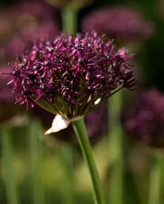 Produktbild von Granatkugellauch - Allium Atropurpureum Gr. 7+, Zierlauch (20 Stück)