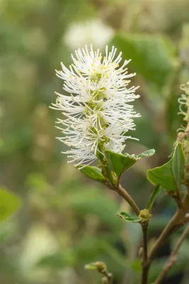 Produktbild von Fothergilla gardenii 'Blue Shadow', Federbuschstrauch, blaugrün, 30–40 cm