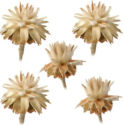 Immagine prodotto di Piuma piumosa plumosum 1 testa fiori secchi decorazione naturale luce naturale set di 5