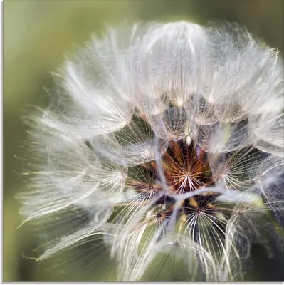 Produktbild von ARTland Glasbild Pusteblume II Größe: 50x50 cm