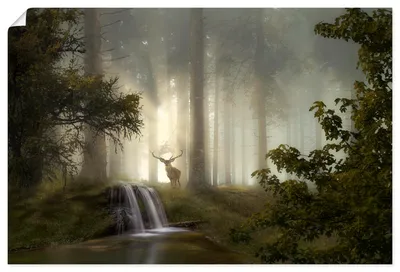 Produktbild von ARTland Poster Waldgeheimnisse Größe: 60x40 cm