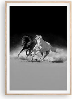 Produktbild von Gerahmtes Poster - Rahmen in heller Eiche - Andalusier Pferde Galopp - 70x100 cm - Wand Bild - Wanddeko - Wandbilder - Wandposter - Bilderrahmen - Bilder - Kunstdruck - Wandbild - P2NPA70x100-4240