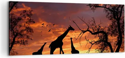 Produktbild von Bild auf Leinwand - Leinwandbild - Giraffe Afrika Sonne Safari - 100x40cm - Wand Bild - Wanddeko - Leinwanddruck - Bilder - Kunstdruck - Wanddekoration - Leinwand bilder - Wandkunst - AB100x40-0507