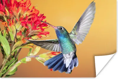 Produktbild von MuchoWow® Poster Vogel - Kolibri - Blumen 90x60 cm - Schlafzimmer