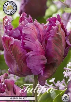 Produktbild von Tulpe Negrita Parrot (7 Stück) | Tulpenzwiebeln von Sam van Schooten