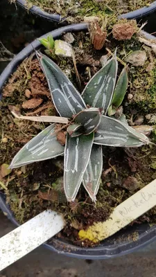 Image de Agave nickelsiae