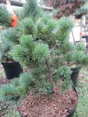 Produktbild von Pinus parviflora May-Jo - Japanische Mädchenkiefer 40-50